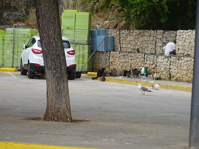 La Diputación destina 635.000 euros a la protección de la salubridad pública y el bienestar animal