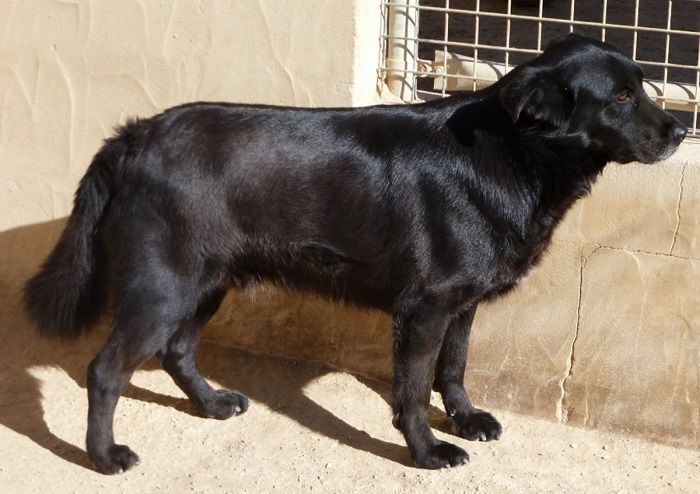 Apasa busca un hogar para Joseph, un perro criado prácticamente dentro de la protectora