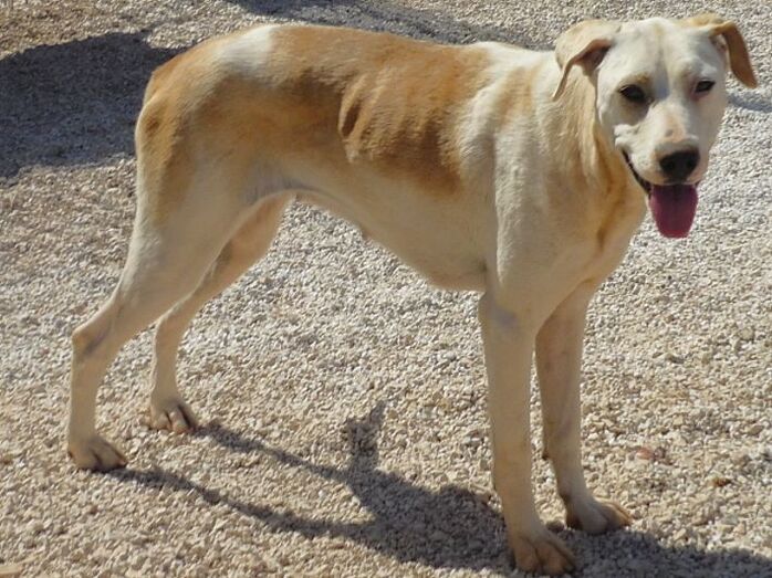 Apasa busca un hogar para la cariñosa Laila