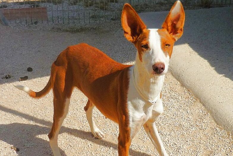 Apasa busca un hogar y una familia para Piri