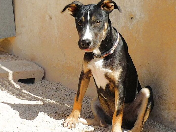 Apasa busca un hogar y una familia para Xàtiva