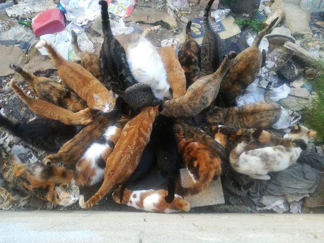 Los voluntarios de Javea Feral Cat piden ayuda con una colonia de 30 gatos que hay en Thiviers