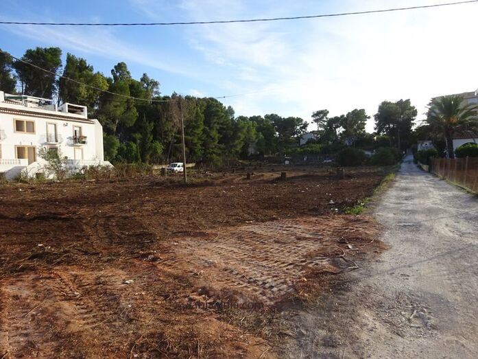 Denuncian una tala masiva de árboles en una parcela de Cala Blanca