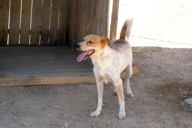 Apasa busca un hogar para Rony