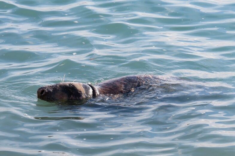 Los técnicos del Oceanogràfic tratarán de ayudar a la foca gris que nada por la costa de la Marina Alta