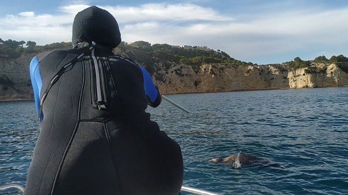 Localizan a la foca gris que nada por la Marina Alta y le suministran un antibiótico y alimento