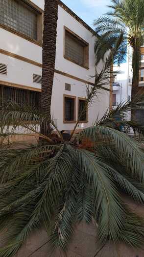 Compromís lleva al pleno la preocupación vecinal por la caída de una palmera en la plaza Marina Alta