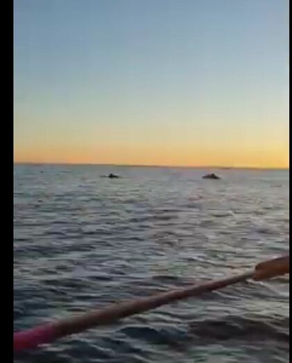Vídeo: El equipo de remo del Club Náutico de Jávea se encuentra con una manada de delfines