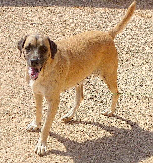 Helga está en adopción y busca un hogar y una familia con jardín