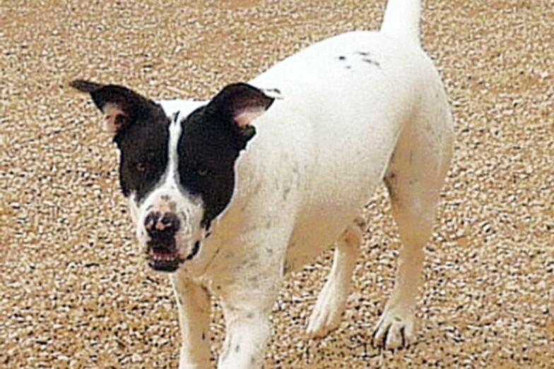 Apasa propone la adopción de Lario, un mestizo que desde que era un cachorro, se encuentra en la protectora
