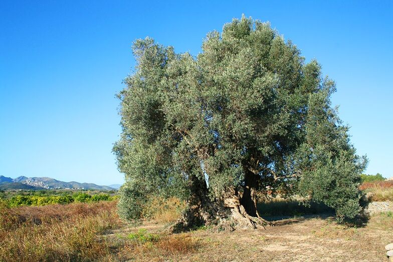 El parque natural del Montgó propone descubrir los grandes árboles milenarios de su paisaje agrícola