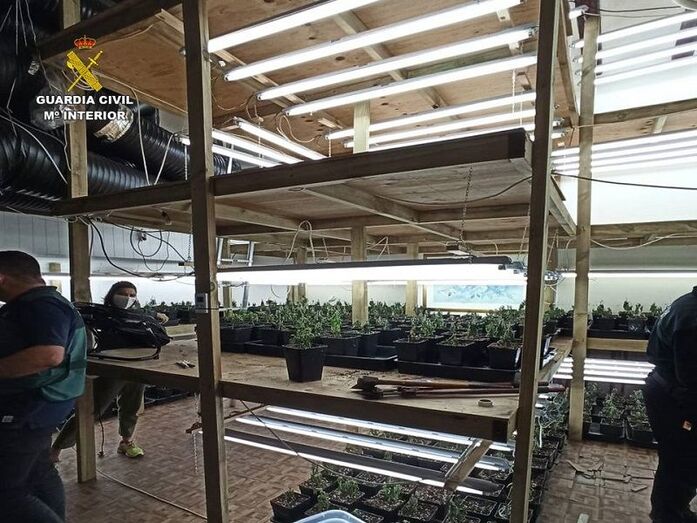 La Guardia Civil de Jávea desmantela una plantación indoor con 1.152 plantas de marihuana