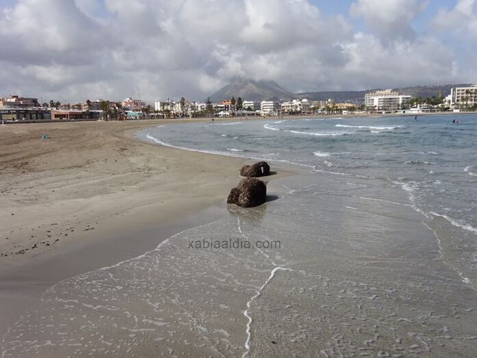 Playas retira las algas de la playa del Arenal de Xàbia tras denunciarlo el PP en el pleno