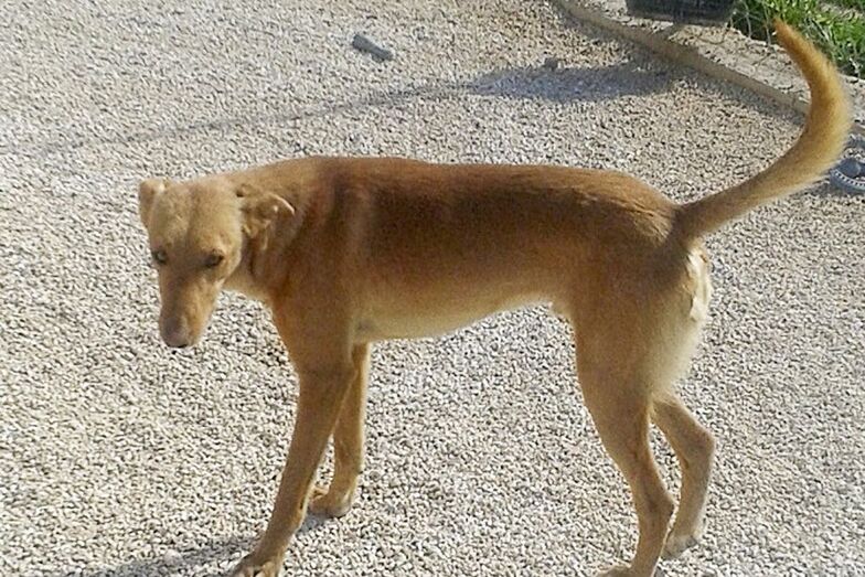 Apasa busca un hogar para Paul
