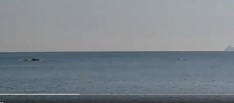 Unos delfines nadan y juegan por la playa de la Grava de Xàbia