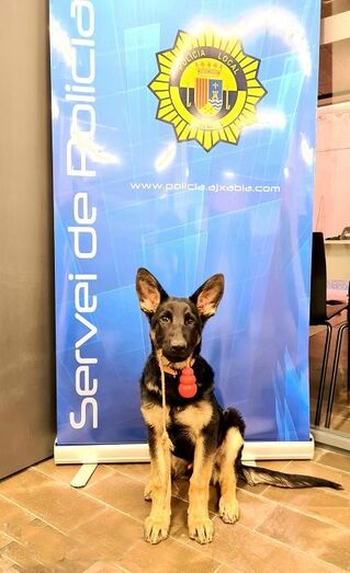 La Policía Local de Xàbia crea una unidad canina para luchar contra la tenencia ilícita de estupefacientes