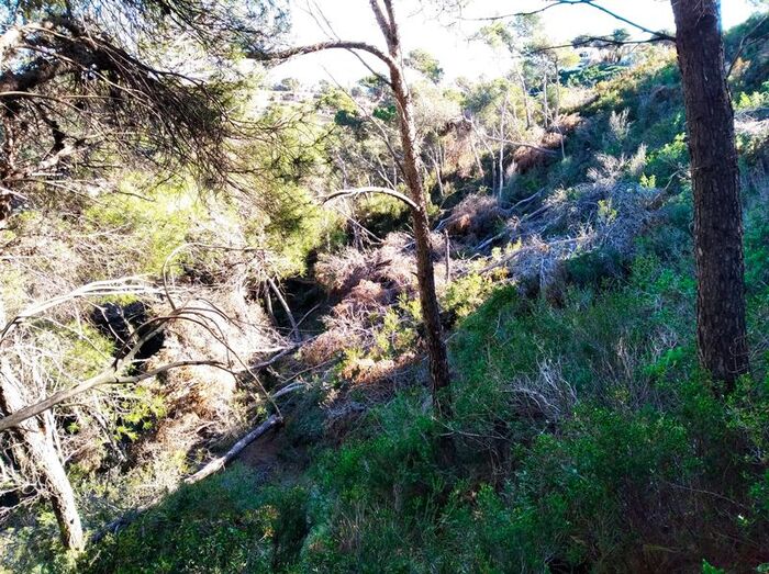 El Seprona ya investiga la tala de unos pinos en una zona próxima al mirador de La Falzia de Xàbia