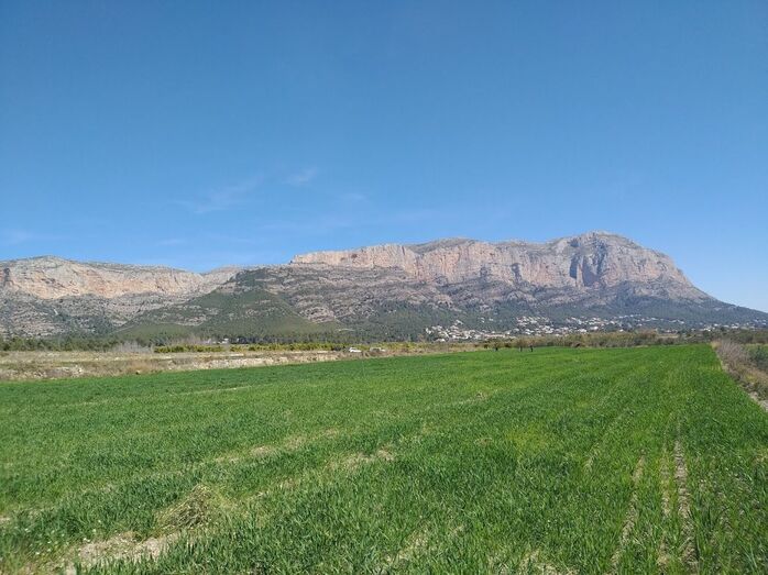 Una segadora para recuperar el pasado agrícola de La Marina y la producción de trigo local