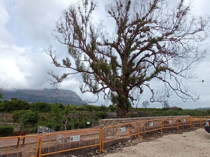 Gata de Gorgos habilita un área de parking junto al eucalipto centenario de la Rana