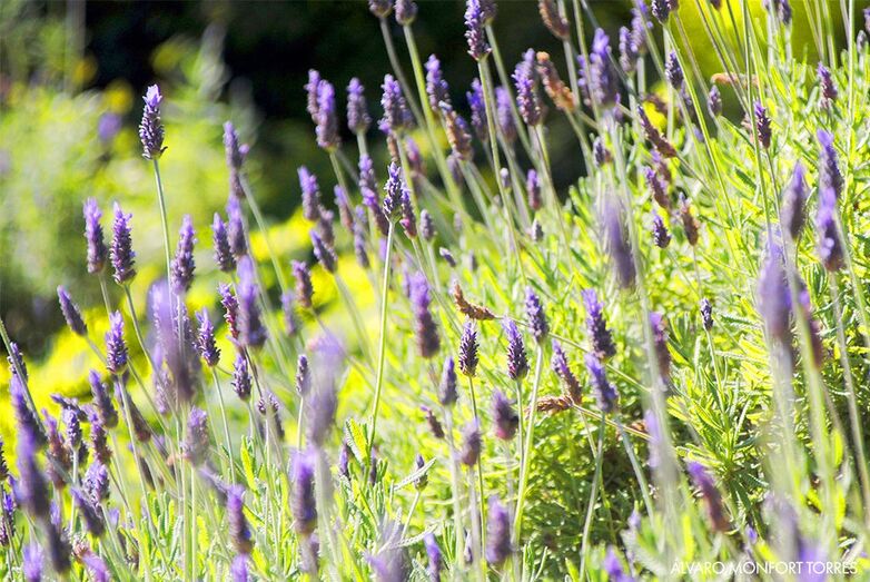 El Parque Natural del Montgó propone darse un baño de flores este próximo domingo