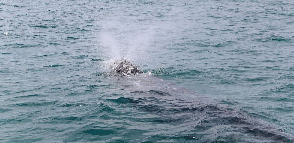 Avistan en Xàbia a la ballena Wally