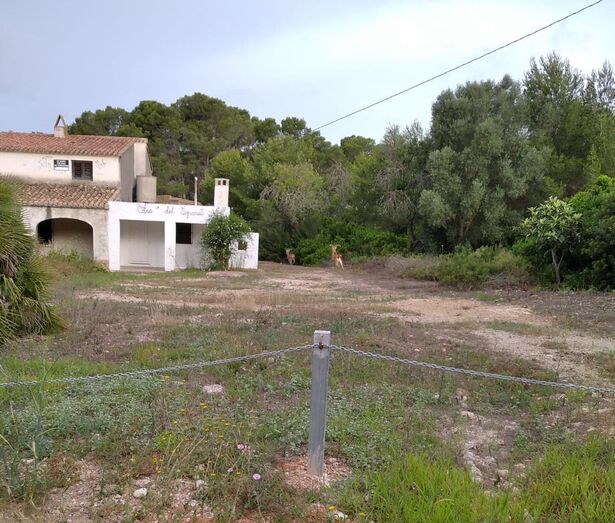 Localizan Arruíes africanos en la zona de la Guardia de Xàbia