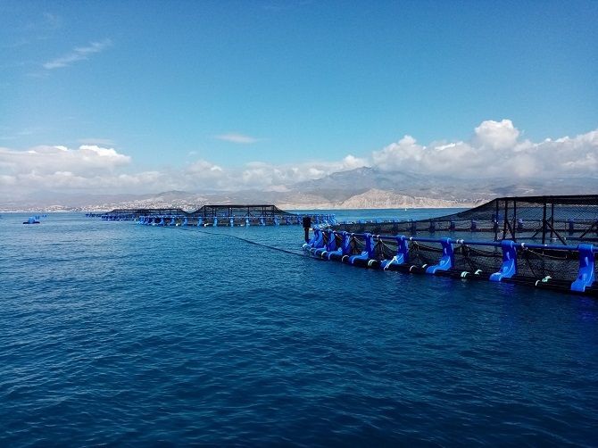 Avramar pone en funcionamiento su nueva granja marina de El Campello