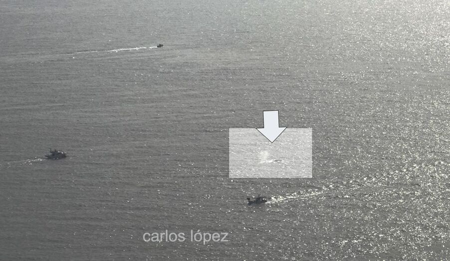 Un total de 90 ejemplares de ballena rorcual avistados por los científicos del proyecto Cabo Rorcual