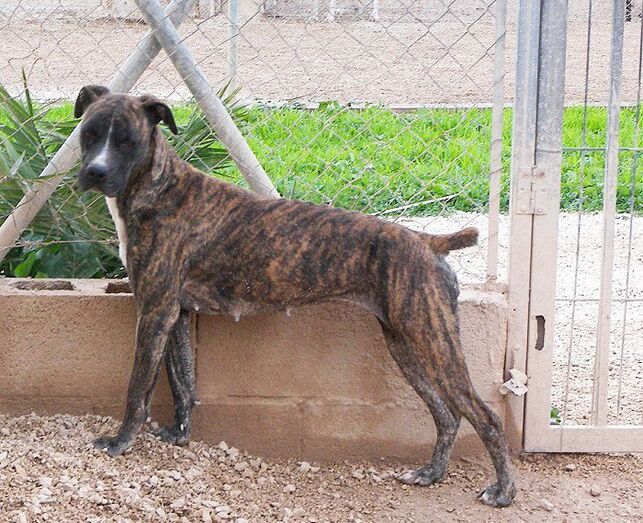 Apasa busca un hogar que favorezca la socialización de Rosie
