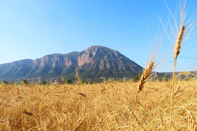 El proyecto Blat de La Marina afianza la recuperación del pasado agrícola de la comarca
