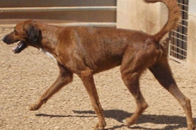 Balou, el perro que adora dar largos paseos, busca un hogar