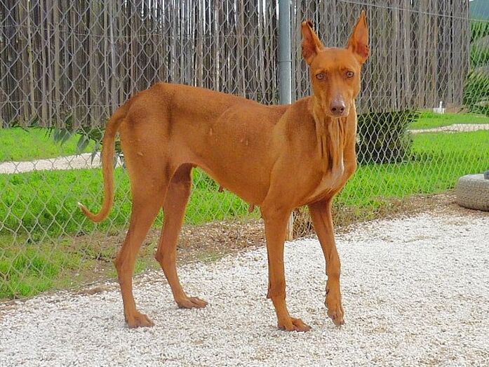 Apasa busca un hogar para la podenca Pulpa