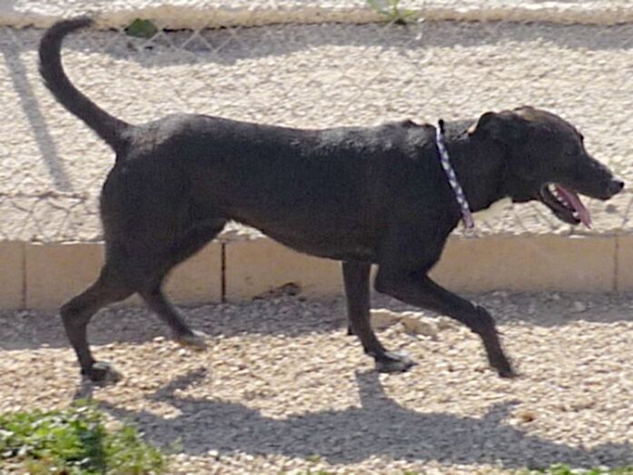 Apasa busca un hogar y una familia para la mestiza Lara