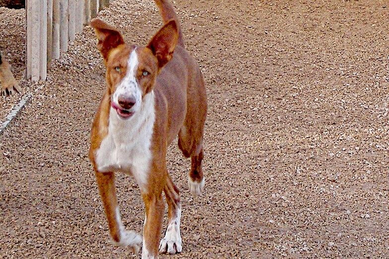 Pele, un gran compañero que busca un hogar