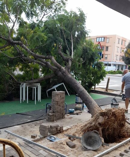 Cae un árbol en la avenida del Pla de Xàbia