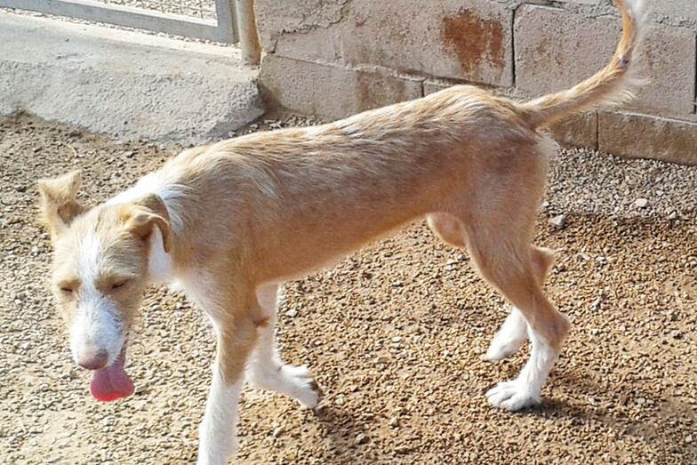 Apasa busca una familia para una Piraña que no muerde tanto como su nombre hace presuponer