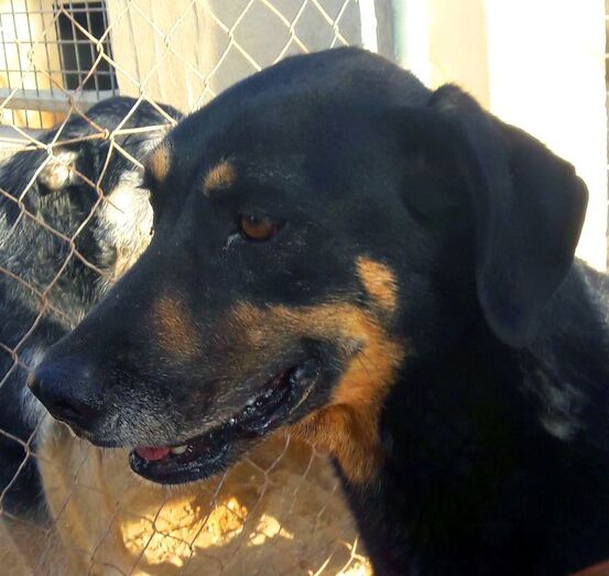 La protectora de animales Apasa busca un hogar para Dogo