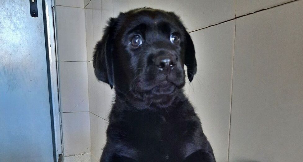 Nakoa, nombre ganador para un perro guía en el concurso de Specsavers Ópticas