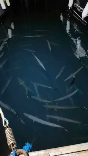 Un grupo de barracudas nada por el puerto de Xàbia