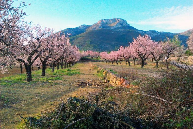 Alcalalí reivindica su cultura agrícola en el Feslalí a pesar de tener devastados sus almendros