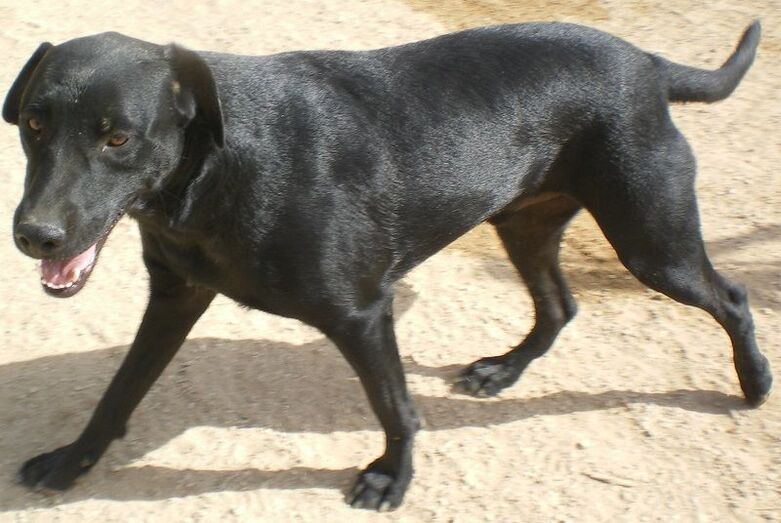 Apasa busca un hogar para Zen, un perro que no ha conocido otro lugar salvo la protectora