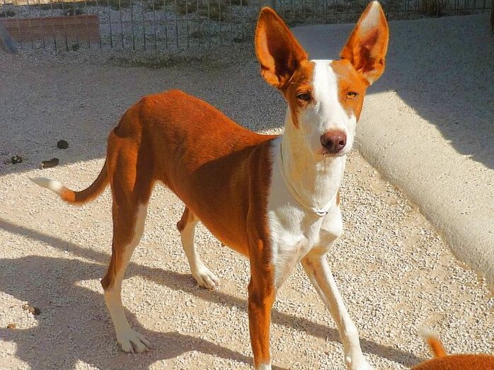 A la búsqueda de un hogar y una familia para Piri