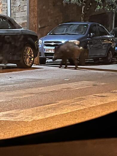Fotonoticia: Unos jabalíes paseando por la Ronda Sur de Xàbia