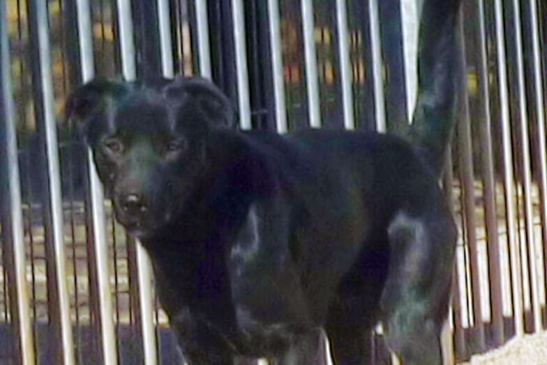 Bentley busca una familia y un hogar