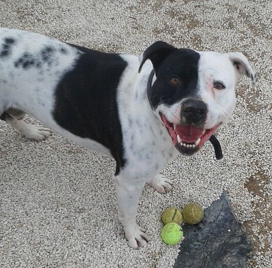 Tayson un perro en adopción que sólo quiere estar con personas