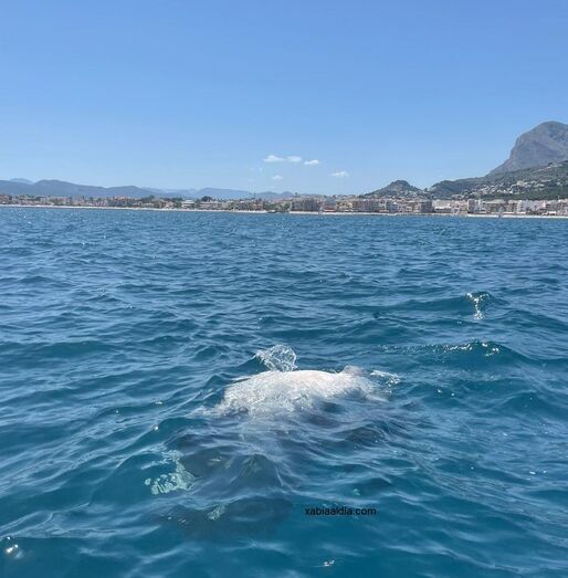 Localizan el cuerpo de un tiburón flotando en la bahía de Xàbia