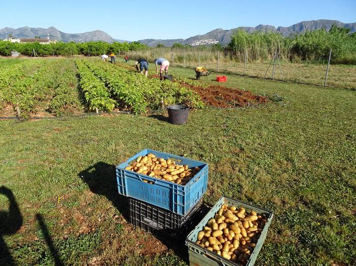 El huerto de Cáritas de Aduanas del Mar produce 1.800 kilos de patatas que ya están disponibles