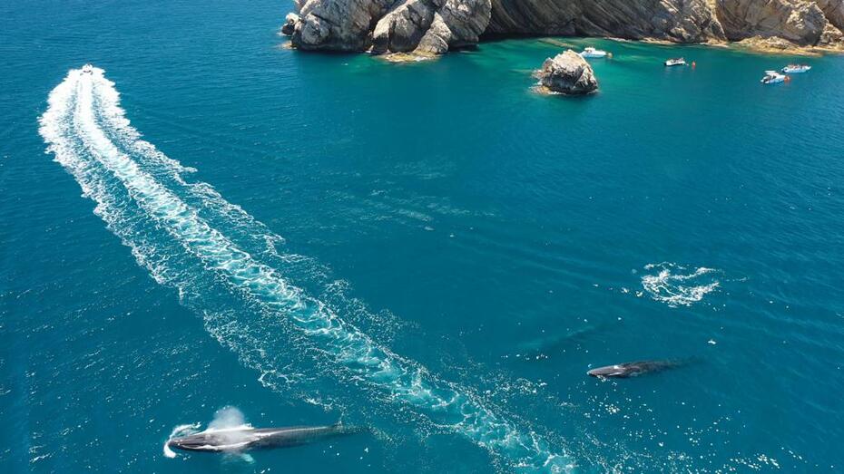La Asociación de Turismo Náutico de La Marina se alía con la conselleria para hacer pedagogía sobre el paso de ballenas