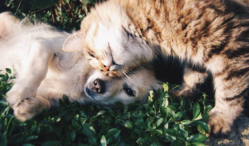 Cómo cuidar a mi mascota con un plan de salud veterinario