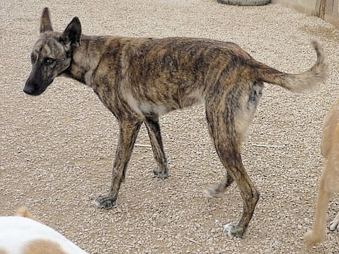 La protectora de animales de Xàbia busca una familia que adopte a Sebra